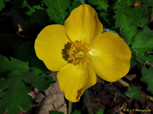 {Stylophorum diphyllum}